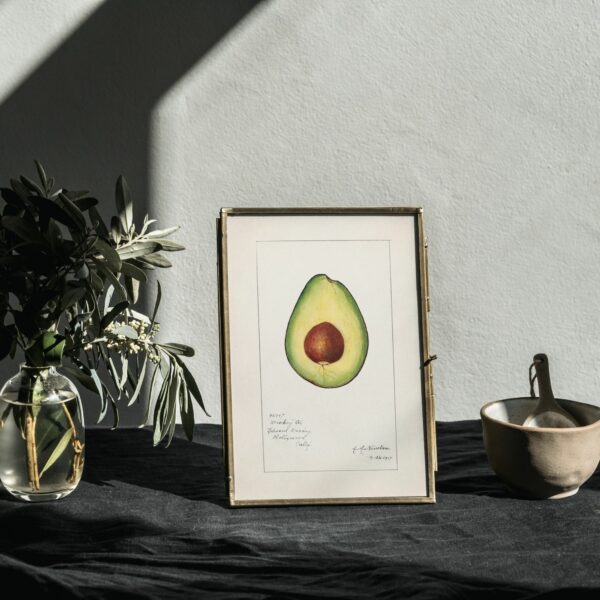 Vibrant botanical watercolor painting of a halved avocado with a prominent pit, from The Pomological Watercolor Collection, featuring the 'Dickey Avocado' variety from Hollywood, California, expertly illustrated by artist A.H. Newton, dated 7-26-1917.
