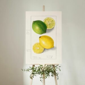 Botanical illustration of green and yellow lemons, one whole and one sliced, from The Pomological Watercolor Collection, Riverside, California, created by artist E. Schutt on January 9, 1908, detailing the vibrant citrus fruits' texture and color.
