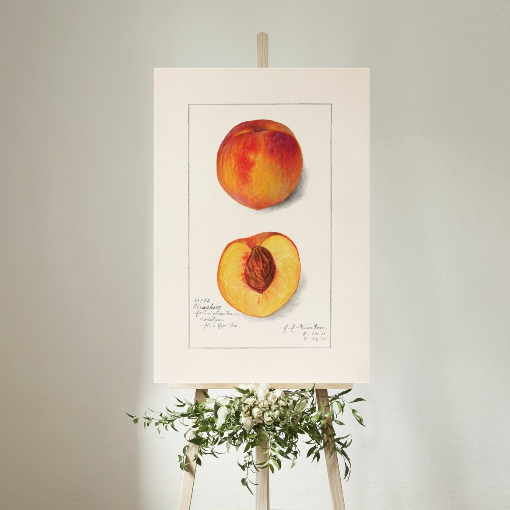Watercolor depiction of 'Brackett' peaches from The Pomological Watercolor Collection, featuring a whole peach with a red and yellow skin and a halved peach showing a rich orange flesh with a dark pit, painted by A.H. Newton on 9-14-11 and 9-26-11, representing the fruit varieties of Fauquier Co., Virginia.