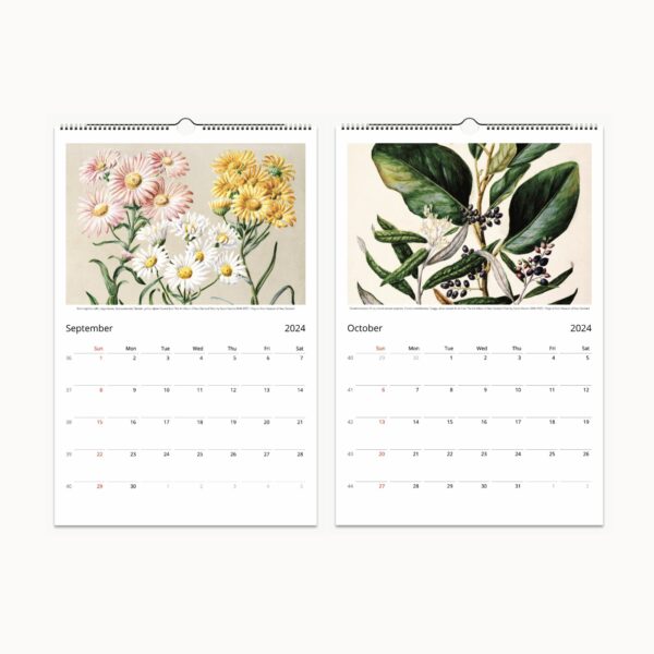 2024 Sarah Ann Featon Botanical Art Calendar, with historical New Zealand flora illustrations and descriptions.