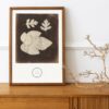 Vintage photogenic drawing of fig and hawthorn leaves by William Henry Fox Talbot, an example of the artist's work in capturing the fine veins and textures of foliage.