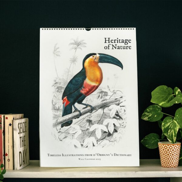 Heritage of Nature Wall Calendar featuring vivid Toucan illustration from d'Orbigny's Dictionary, perfect for educators and nature lovers.