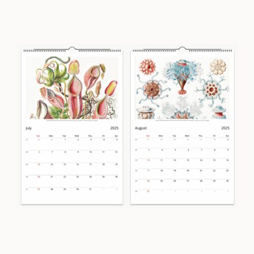 July and August from 2025 Ernst Haeckel calendar display exotic carnivorous plants and intricate sea organisms.