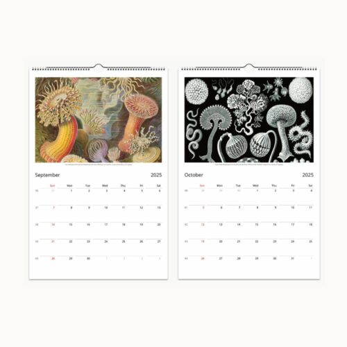 September and October pages of 2025 calendar feature Ernst Haeckel art of jellyfish and coral in detailed illustrations.