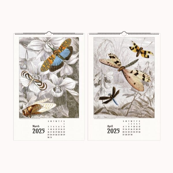 Artistic Insect Wall Calendar featuring Jules Rothschild’s vintage entomological illustrations. A nature-inspired decorative calendar blending art and science, perfect for home, office, or gifting.