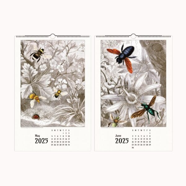 Artistic Insect Wall Calendar featuring Jules Rothschild’s vintage entomological illustrations. A nature-inspired decorative calendar blending art and science, perfect for home, office, or gifting.