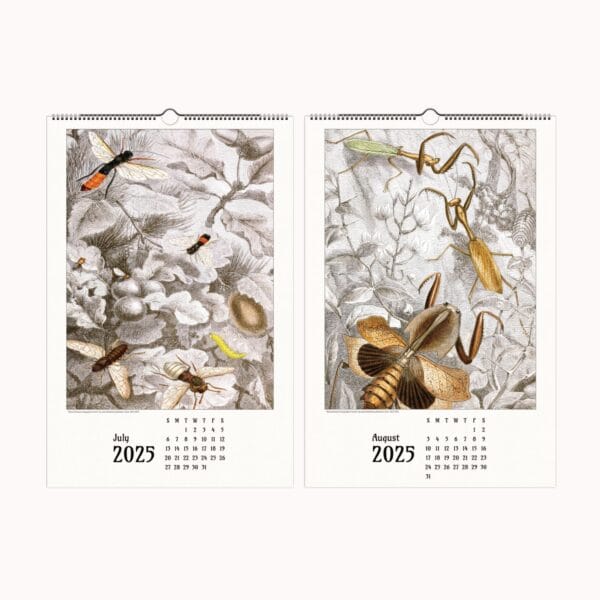 Artistic Insect Wall Calendar featuring Jules Rothschild’s vintage entomological illustrations. A nature-inspired decorative calendar blending art and science, perfect for home, office, or gifting.