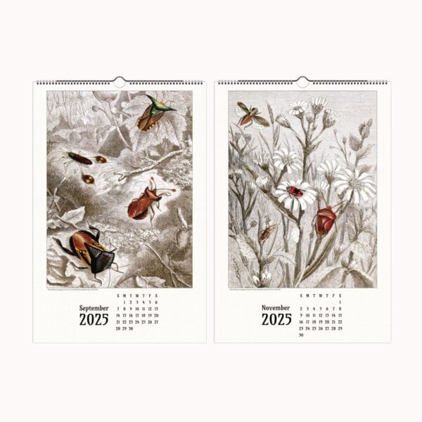 Artistic Insect Wall Calendar featuring Jules Rothschild’s vintage entomological illustrations. A nature-inspired decorative calendar blending art and science, perfect for home, office, or gifting.