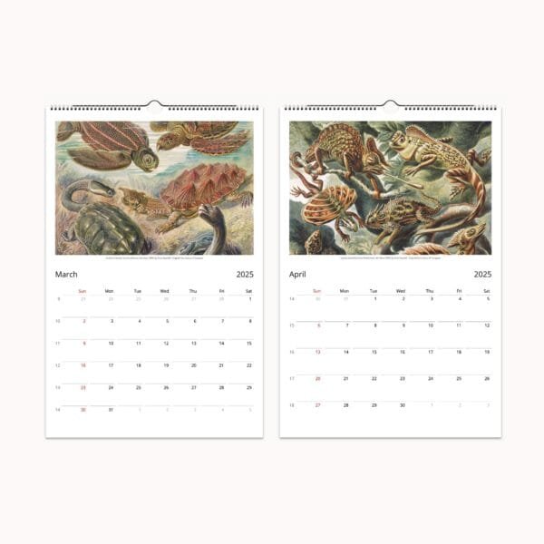 Ernst Haeckel wall calendar with botanical and scientific art from 'Art Forms of Nature.' Features vintage marine life, flora, and fauna illustrations. Perfect for home decor, office planning, or as a unique gift.