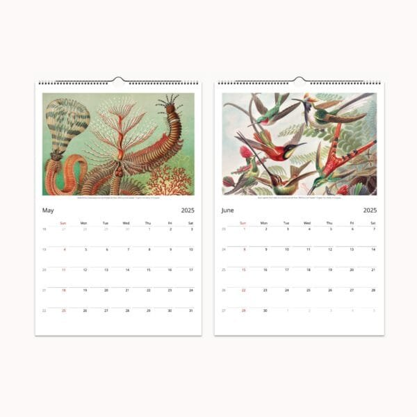 Ernst Haeckel wall calendar with botanical and scientific art from 'Art Forms of Nature.' Features vintage marine life, flora, and fauna illustrations. Perfect for home decor, office planning, or as a unique gift.