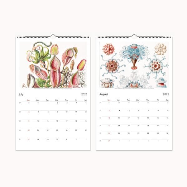 Ernst Haeckel wall calendar with botanical and scientific art from 'Art Forms of Nature.' Features vintage marine life, flora, and fauna illustrations. Perfect for home decor, office planning, or as a unique gift.