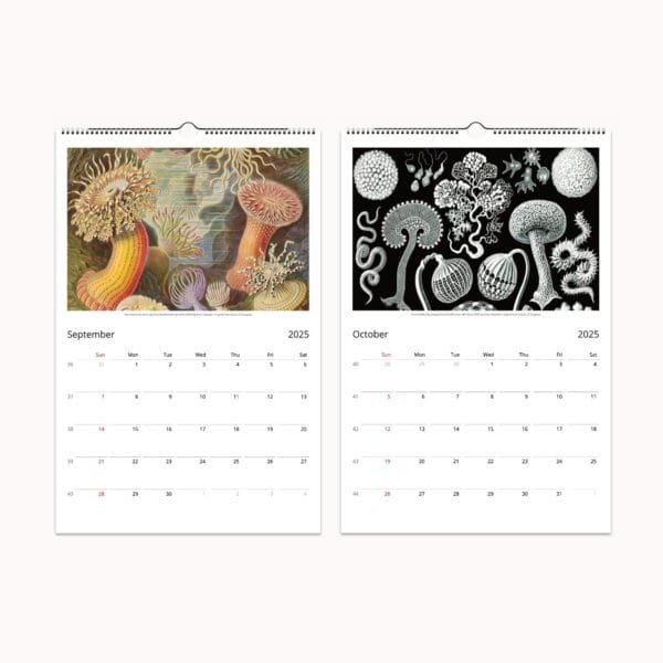 Ernst Haeckel wall calendar with botanical and scientific art from 'Art Forms of Nature.' Features vintage marine life, flora, and fauna illustrations. Perfect for home decor, office planning, or as a unique gift.