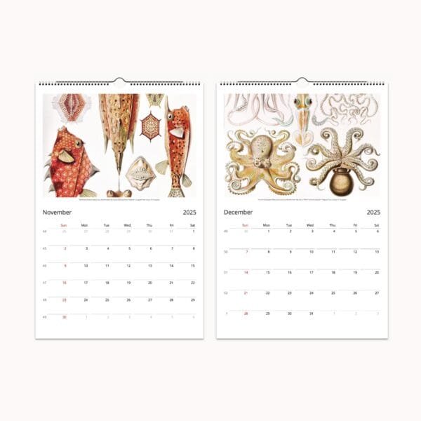 Ernst Haeckel wall calendar with botanical and scientific art from 'Art Forms of Nature.' Features vintage marine life, flora, and fauna illustrations. Perfect for home decor, office planning, or as a unique gift.