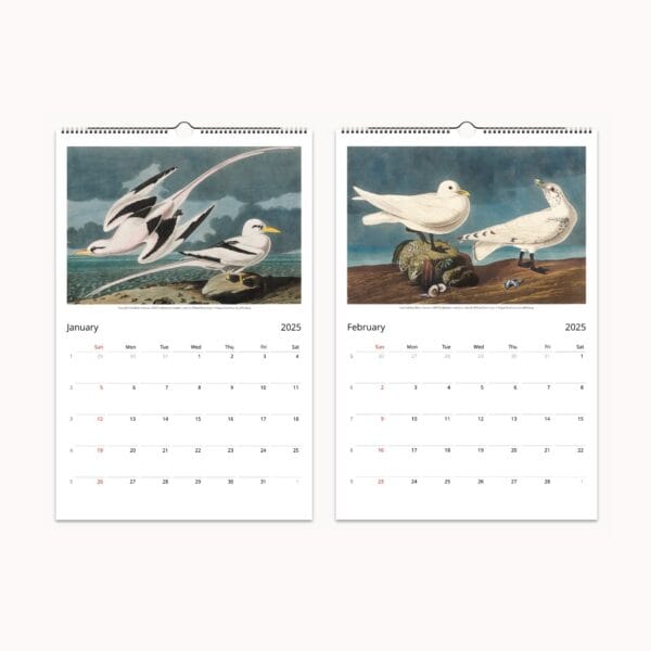 John James Audubon Wall Calendar | Vintage bird illustrations from 'Birds of America' | Ornithology art, avian prints, bird lover gift, home decor.