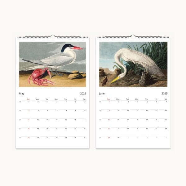 John James Audubon Wall Calendar | Vintage bird illustrations from 'Birds of America' | Ornithology art, avian prints, bird lover gift, home decor.