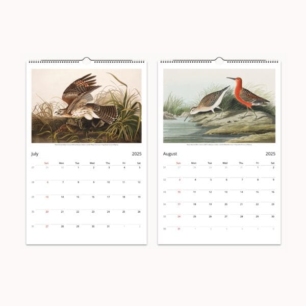 John James Audubon Wall Calendar | Vintage bird illustrations from 'Birds of America' | Ornithology art, avian prints, bird lover gift, home decor.