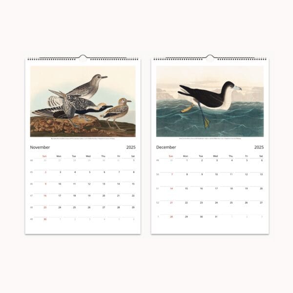 John James Audubon Wall Calendar | Vintage bird illustrations from 'Birds of America' | Ornithology art, avian prints, bird lover gift, home decor.