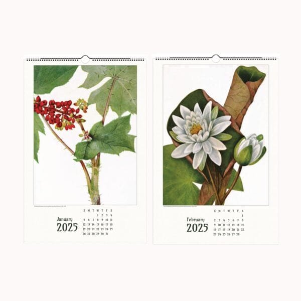 Mary Vaux Walcott botanical wall calendar featuring exquisite vintage plant illustrations, perfect for home and office decor, nature lovers, and art enthusiasts.