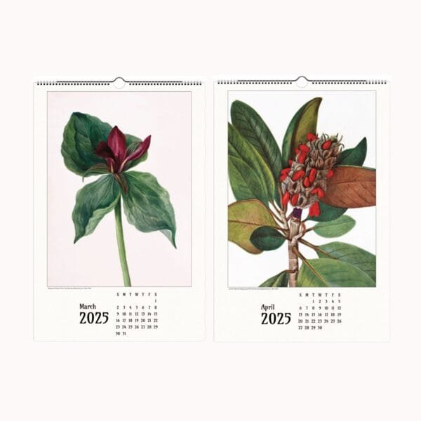 Mary Vaux Walcott botanical wall calendar featuring exquisite vintage plant illustrations, perfect for home and office decor, nature lovers, and art enthusiasts.