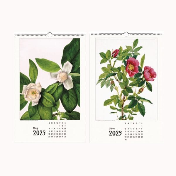 Mary Vaux Walcott botanical wall calendar featuring exquisite vintage plant illustrations, perfect for home and office decor, nature lovers, and art enthusiasts.