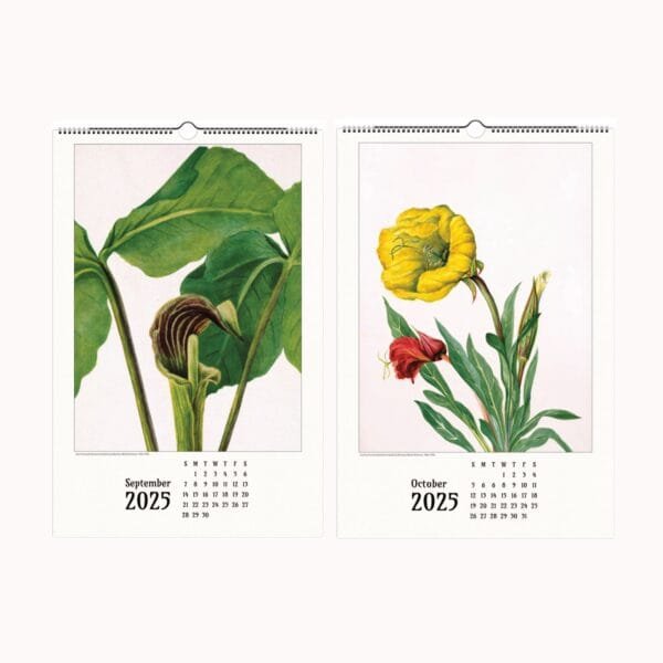 Mary Vaux Walcott botanical wall calendar featuring exquisite vintage plant illustrations, perfect for home and office decor, nature lovers, and art enthusiasts.