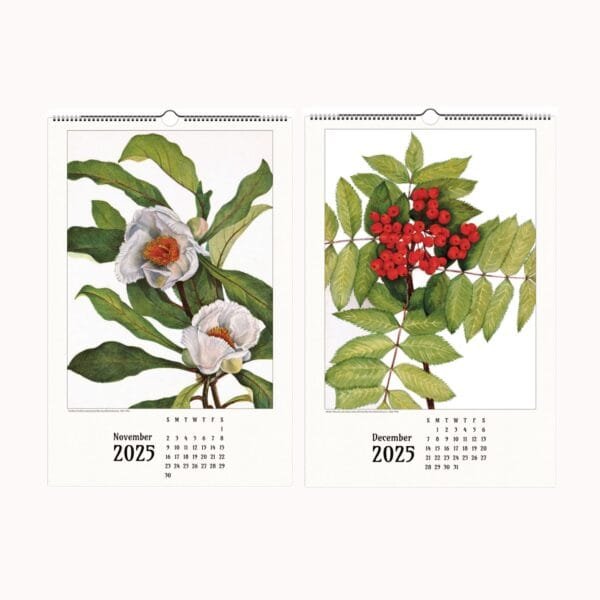 Mary Vaux Walcott botanical wall calendar featuring exquisite vintage plant illustrations, perfect for home and office decor, nature lovers, and art enthusiasts.