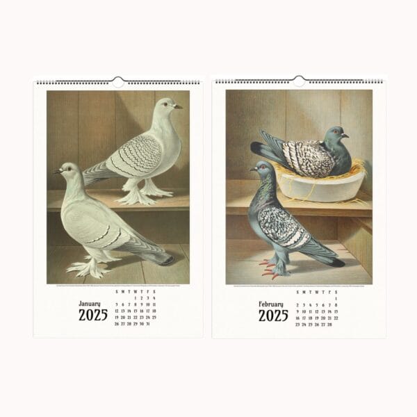 Illustrated Pigeon Wall Calendar - Wings of Heritage featuring vintage pigeon illustrations from the Illustrated Pigeon Guide by Christian Förster and Gustaf Prütz-Stettin. Historical pigeon art, perfect for bird enthusiasts, vintage art lovers, and collectors of ornithological illustrations. Elegant wall calendar showcasing diverse pigeon breeds in exquisite detail.