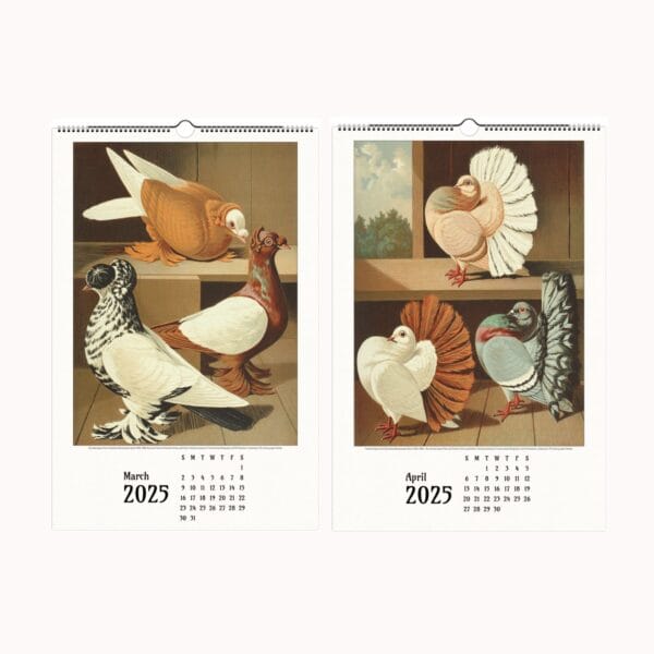 Illustrated Pigeon Wall Calendar - Wings of Heritage featuring vintage pigeon illustrations from the Illustrated Pigeon Guide by Christian Förster and Gustaf Prütz-Stettin. Historical pigeon art, perfect for bird enthusiasts, vintage art lovers, and collectors of ornithological illustrations. Elegant wall calendar showcasing diverse pigeon breeds in exquisite detail.