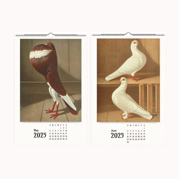 Illustrated Pigeon Wall Calendar - Wings of Heritage featuring vintage pigeon illustrations from the Illustrated Pigeon Guide by Christian Förster and Gustaf Prütz-Stettin. Historical pigeon art, perfect for bird enthusiasts, vintage art lovers, and collectors of ornithological illustrations. Elegant wall calendar showcasing diverse pigeon breeds in exquisite detail.