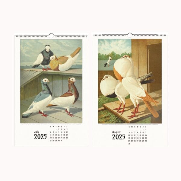 Illustrated Pigeon Wall Calendar - Wings of Heritage featuring vintage pigeon illustrations from the Illustrated Pigeon Guide by Christian Förster and Gustaf Prütz-Stettin. Historical pigeon art, perfect for bird enthusiasts, vintage art lovers, and collectors of ornithological illustrations. Elegant wall calendar showcasing diverse pigeon breeds in exquisite detail.