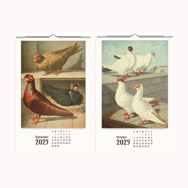 Illustrated Pigeon Wall Calendar - Wings of Heritage featuring vintage pigeon illustrations from the Illustrated Pigeon Guide by Christian Förster and Gustaf Prütz-Stettin. Historical pigeon art, perfect for bird enthusiasts, vintage art lovers, and collectors of ornithological illustrations. Elegant wall calendar showcasing diverse pigeon breeds in exquisite detail.