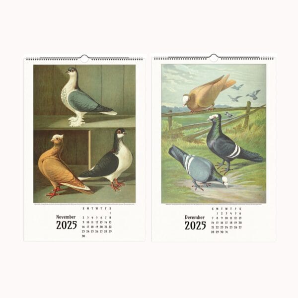 Illustrated Pigeon Wall Calendar - Wings of Heritage featuring vintage pigeon illustrations from the Illustrated Pigeon Guide by Christian Förster and Gustaf Prütz-Stettin. Historical pigeon art, perfect for bird enthusiasts, vintage art lovers, and collectors of ornithological illustrations. Elegant wall calendar showcasing diverse pigeon breeds in exquisite detail.