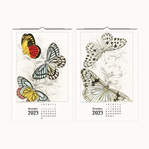 A beautifully designed butterfly wall calendar featuring the exquisite nature illustrations of James Duncan. Each month showcases intricate and colorful butterfly and moth artwork, meticulously detailed to highlight the beauty of these winged wonders. The calendar is designed for easy framing, making it a perfect gift for art lovers and nature enthusiasts. Displayed in a stylish home setting, this calendar seamlessly blends vintage artistry with modern decor.