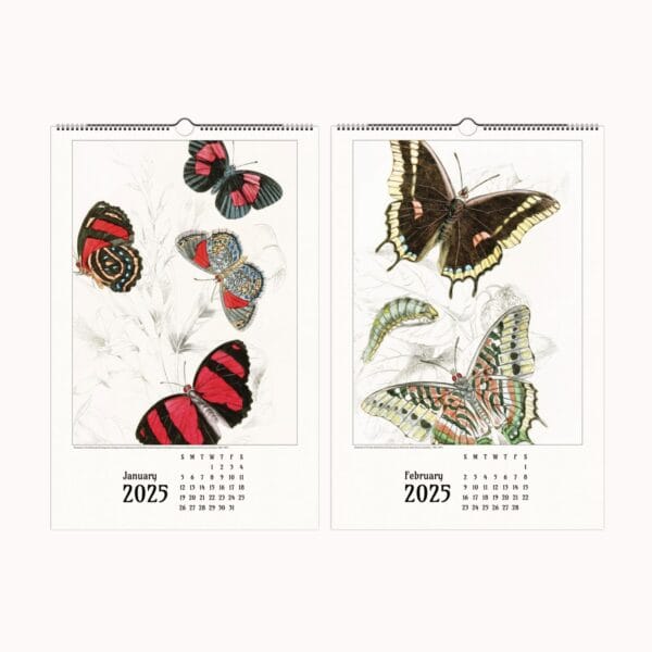 A beautifully designed butterfly wall calendar featuring the exquisite nature illustrations of James Duncan. Each month showcases intricate and colorful butterfly and moth artwork, meticulously detailed to highlight the beauty of these winged wonders. The calendar is designed for easy framing, making it a perfect gift for art lovers and nature enthusiasts. Displayed in a stylish home setting, this calendar seamlessly blends vintage artistry with modern decor.