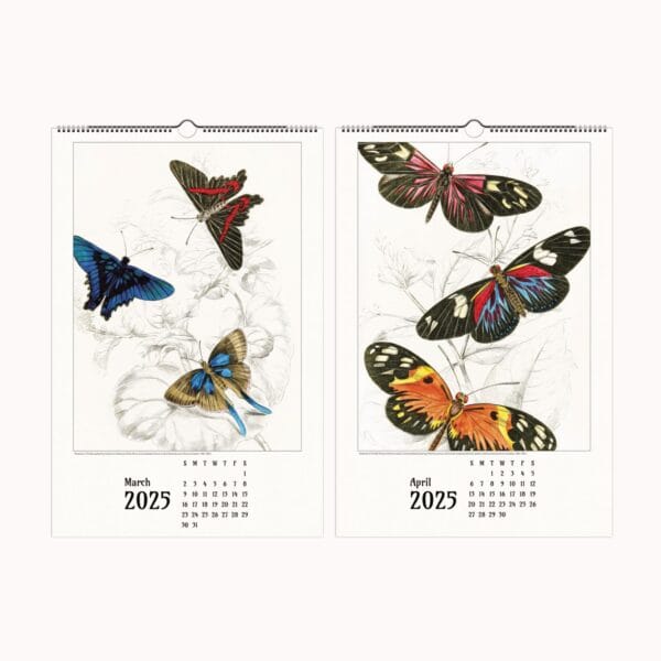 A beautifully designed butterfly wall calendar featuring the exquisite nature illustrations of James Duncan. Each month showcases intricate and colorful butterfly and moth artwork, meticulously detailed to highlight the beauty of these winged wonders. The calendar is designed for easy framing, making it a perfect gift for art lovers and nature enthusiasts. Displayed in a stylish home setting, this calendar seamlessly blends vintage artistry with modern decor.