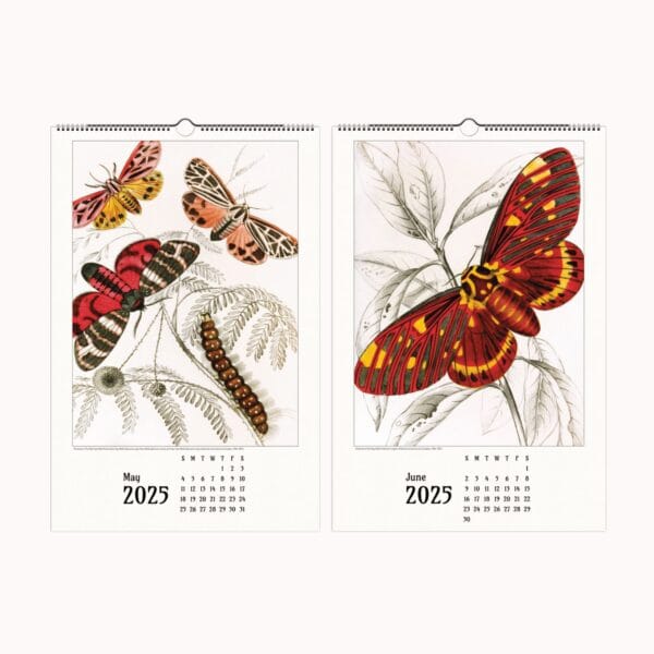 A beautifully designed butterfly wall calendar featuring the exquisite nature illustrations of James Duncan. Each month showcases intricate and colorful butterfly and moth artwork, meticulously detailed to highlight the beauty of these winged wonders. The calendar is designed for easy framing, making it a perfect gift for art lovers and nature enthusiasts. Displayed in a stylish home setting, this calendar seamlessly blends vintage artistry with modern decor.