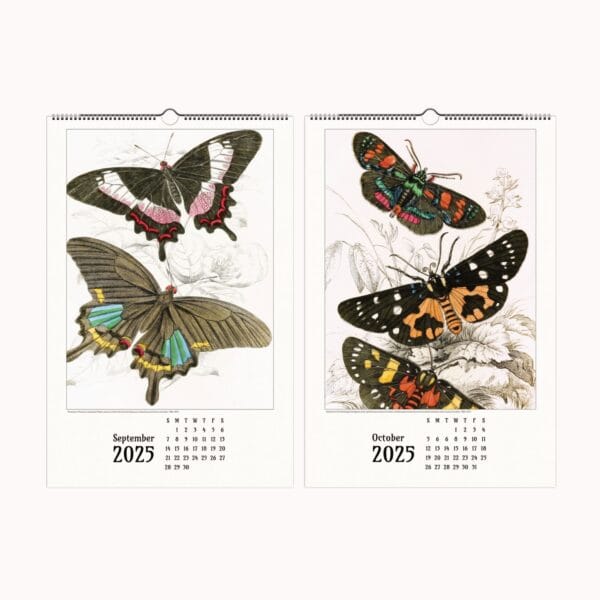 A beautifully designed butterfly wall calendar featuring the exquisite nature illustrations of James Duncan. Each month showcases intricate and colorful butterfly and moth artwork, meticulously detailed to highlight the beauty of these winged wonders. The calendar is designed for easy framing, making it a perfect gift for art lovers and nature enthusiasts. Displayed in a stylish home setting, this calendar seamlessly blends vintage artistry with modern decor.