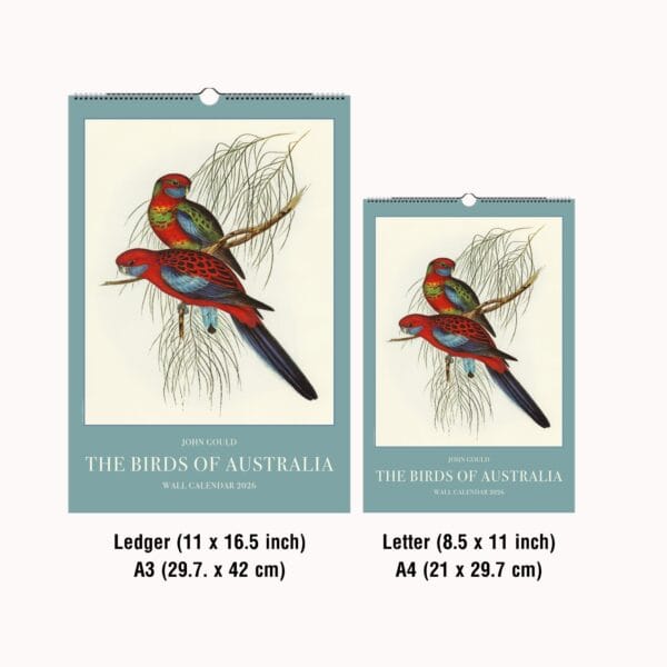 John Gould Birds of Australia Wall Calendar with vintage bird illustrations. Stunning avian artwork for bird lovers, ornithology fans, and nature decor. Available in multiple sizes. A unique gift for wildlife fans, art collectors, and history buffs.