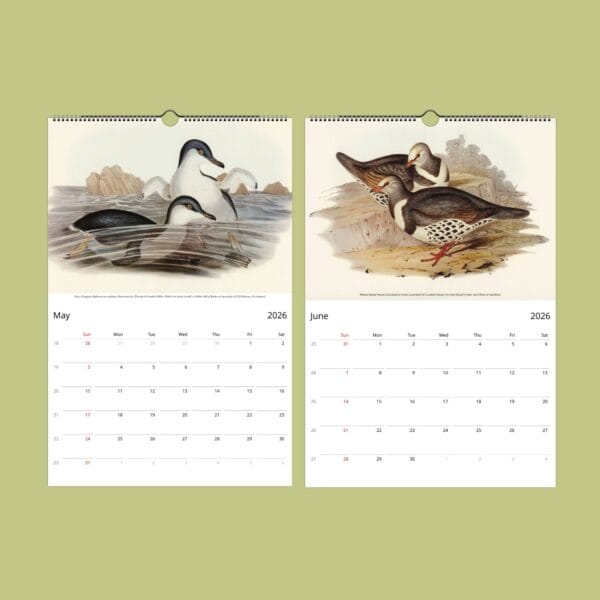 John Gould Birds of Australia Wall Calendar with vintage bird illustrations. Stunning avian artwork for bird lovers, ornithology fans, and nature decor. Available in multiple sizes. A unique gift for wildlife fans, art collectors, and history buffs.