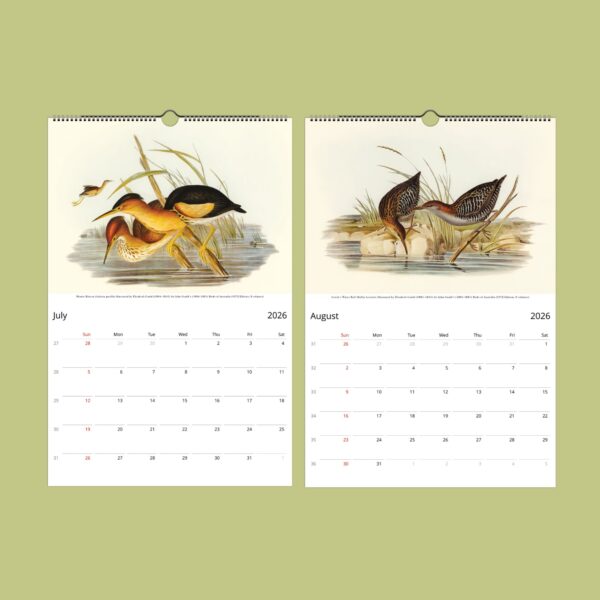 John Gould Birds of Australia Wall Calendar with vintage bird illustrations. Stunning avian artwork for bird lovers, ornithology fans, and nature decor. Available in multiple sizes. A unique gift for wildlife fans, art collectors, and history buffs.