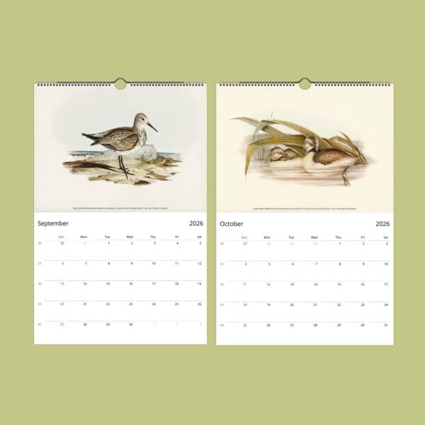 John Gould Birds of Australia Wall Calendar with vintage bird illustrations. Stunning avian artwork for bird lovers, ornithology fans, and nature decor. Available in multiple sizes. A unique gift for wildlife fans, art collectors, and history buffs.