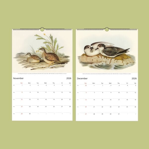 John Gould Birds of Australia Wall Calendar with vintage bird illustrations. Stunning avian artwork for bird lovers, ornithology fans, and nature decor. Available in multiple sizes. A unique gift for wildlife fans, art collectors, and history buffs.