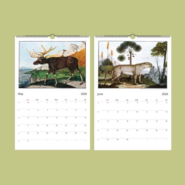 2026 calendar pages for May and June with illustrations