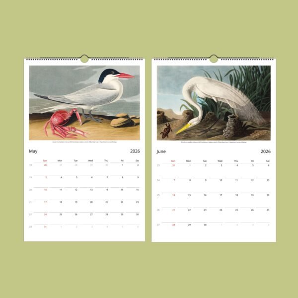 2026 calendar with bird illustrations for May, June