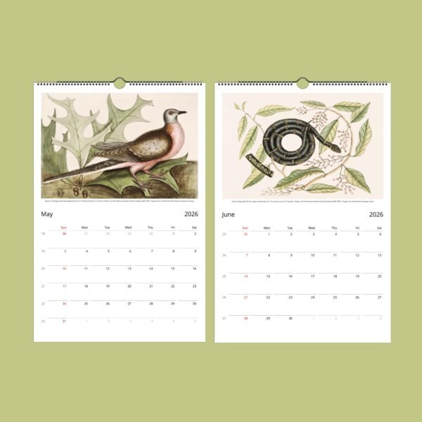 2026 calendar featuring bird and snake illustrations.
