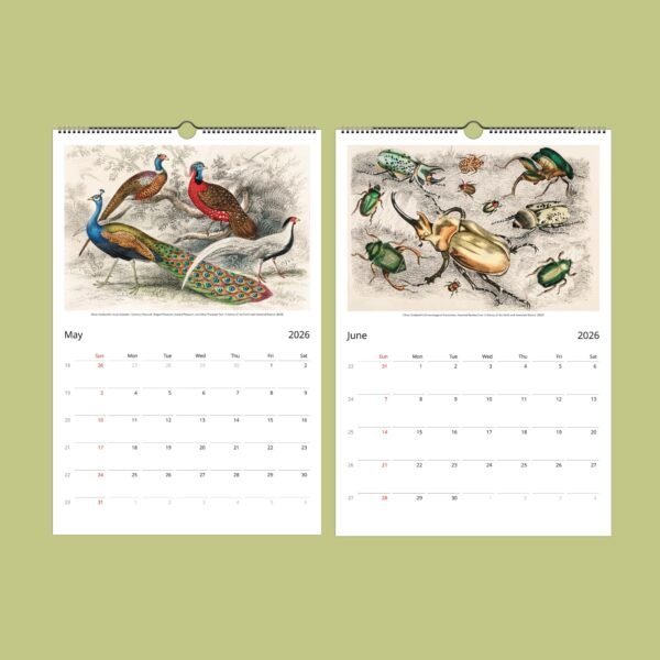 2026 calendar with bird and insect illustrations.