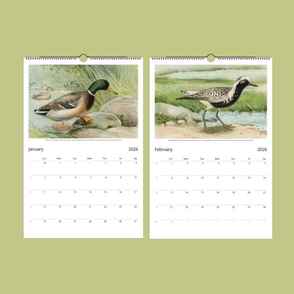 2026 calendar with bird illustrations for January, February.