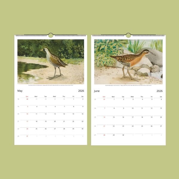 May-June 2026 calendar with bird illustrations