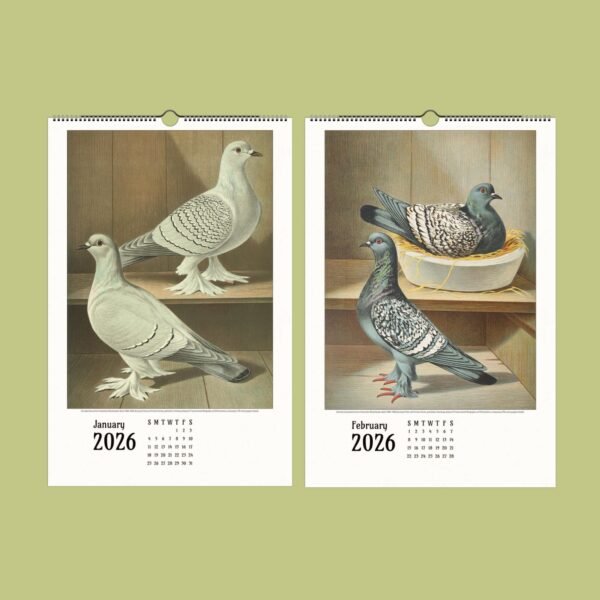 2026 calendar with pigeon illustrations for January, February.
