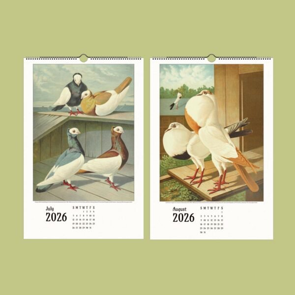 Vintage pigeon illustrations for July and August 2026 calendar.